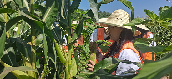 北京工商大學(xué)組織學(xué)生開展暑期社會(huì)實(shí)踐。學(xué)校供圖