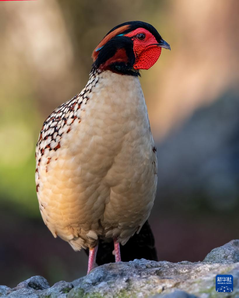 閩北發(fā)現(xiàn)大型黃腹角雉族群