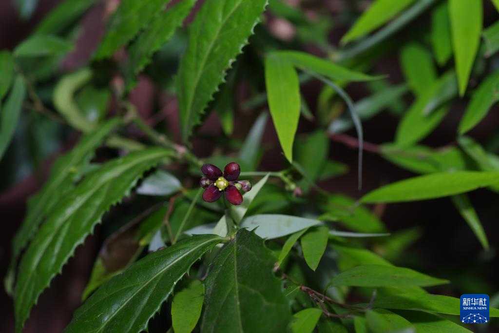 3年追蹤！新物種“成都衛(wèi)矛”成功“解鎖”