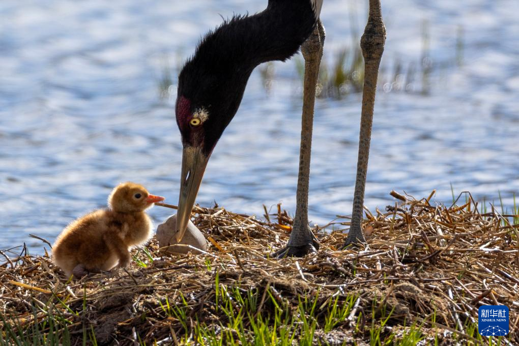 西藏：黑頸鶴家族高原濕地喜添“萌寶”