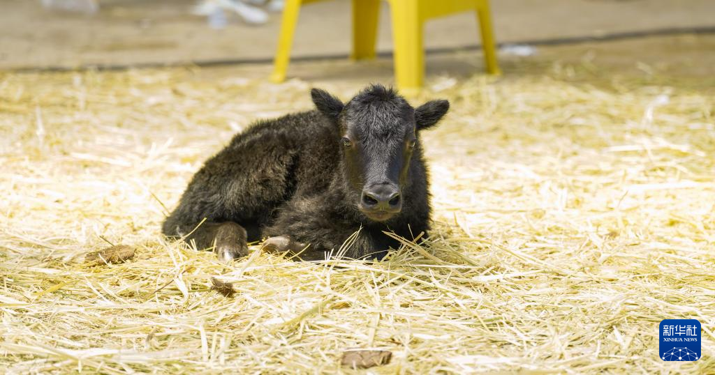 我國(guó)科學(xué)家成功克隆牦牛