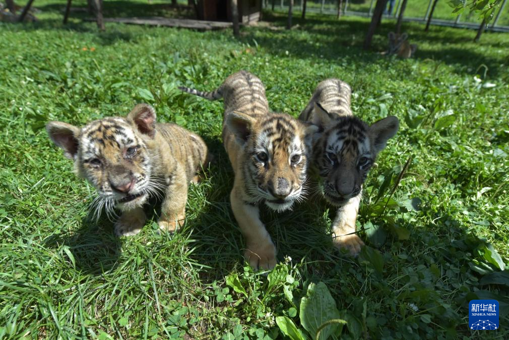 黑龍江牡丹江：東北虎寶寶夏日顯萌態(tài)