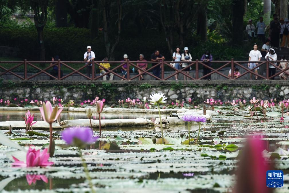 廣西南寧：秋日睡蓮