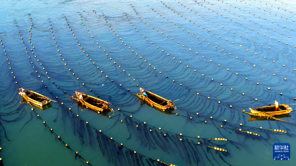 海上“晨耕”圖