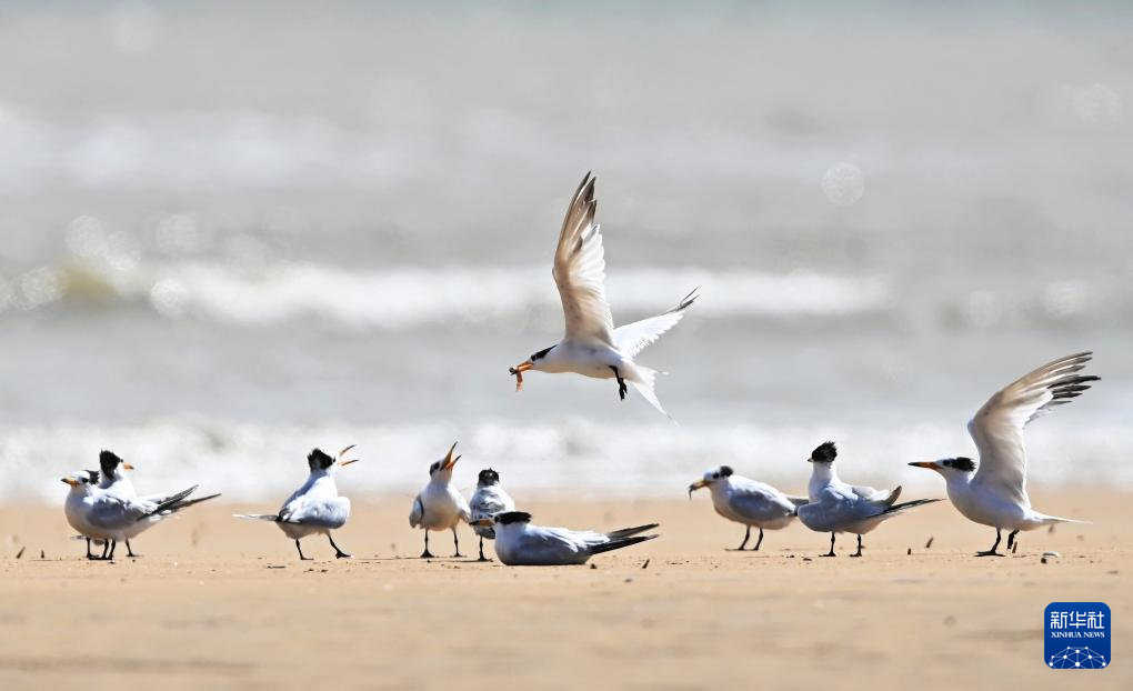 “神話之鳥”來棲