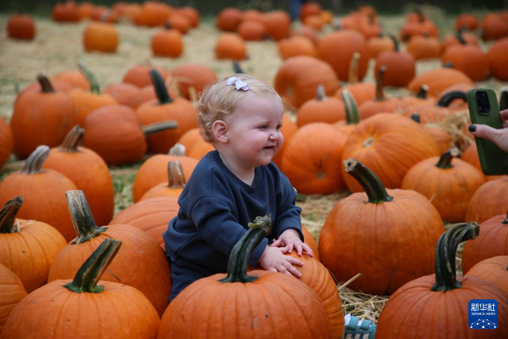 紐約南瓜集市開市