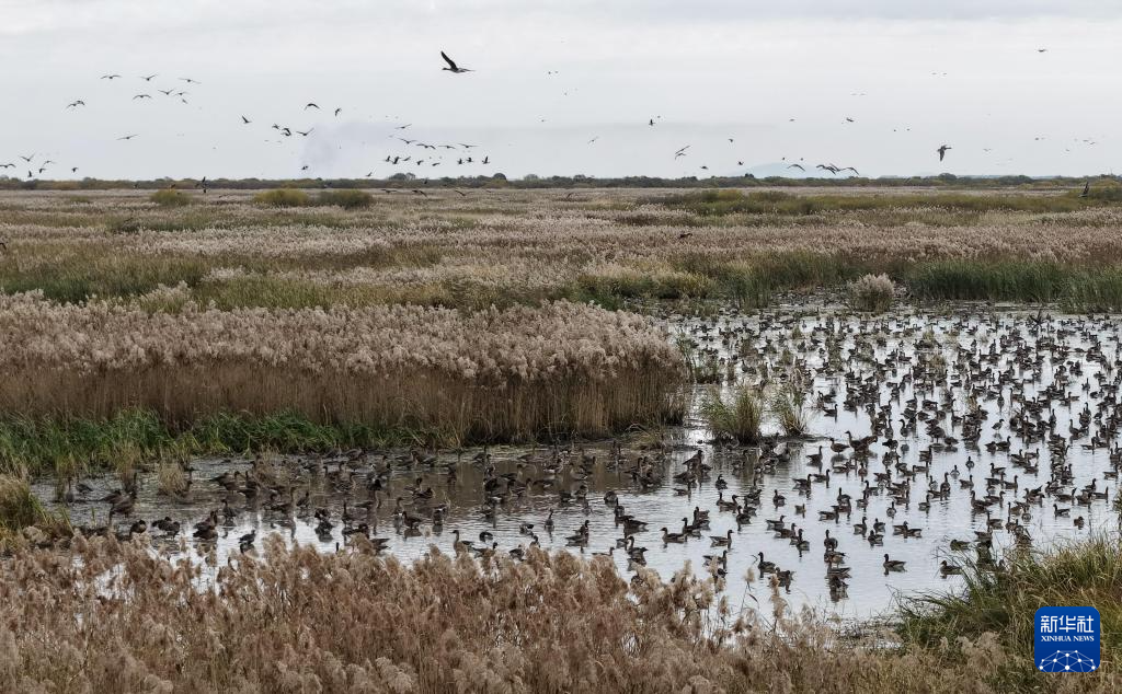 黑龍江省迎來候鳥遷徙季