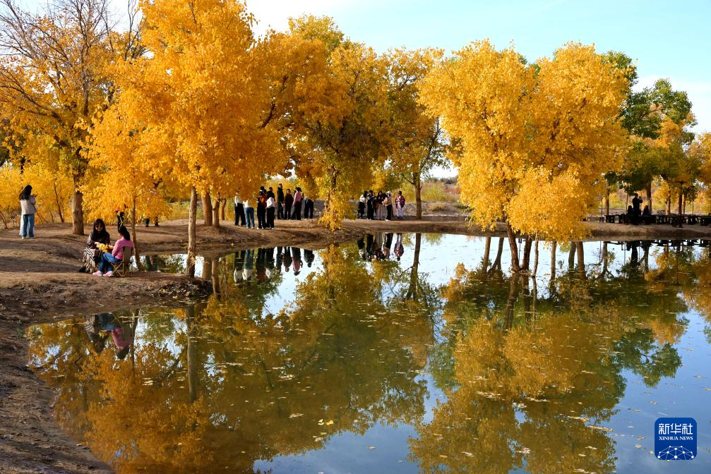 甘肅敦煌：金秋大漠胡楊醉游人