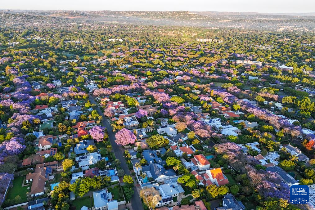 南非約翰內(nèi)斯堡：藍(lán)花楹盛開