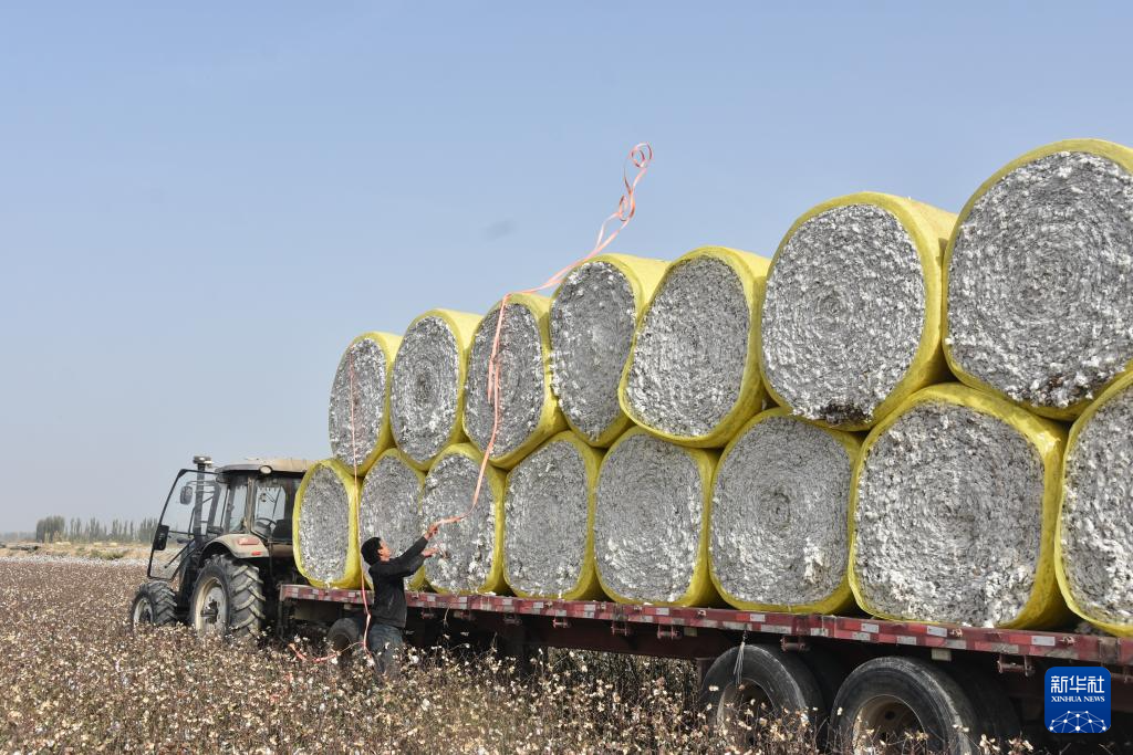 新疆：棉海豐收忙