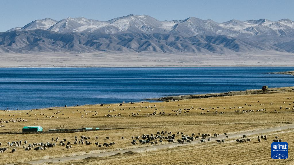 青海湖畔冬日牧羊圖