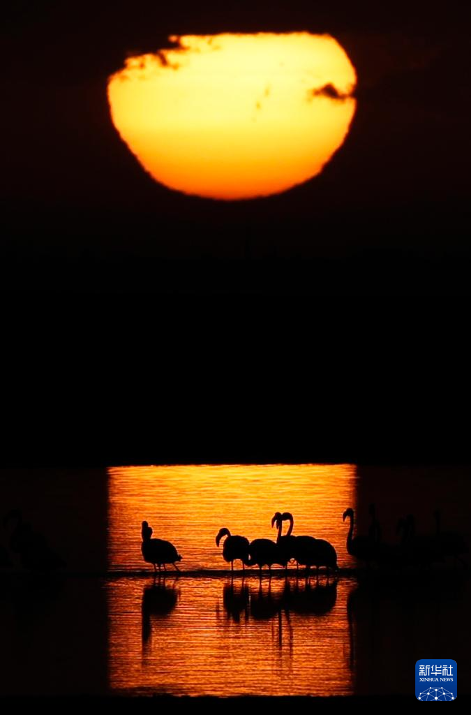 埃及：火烈鳥越冬加龍湖