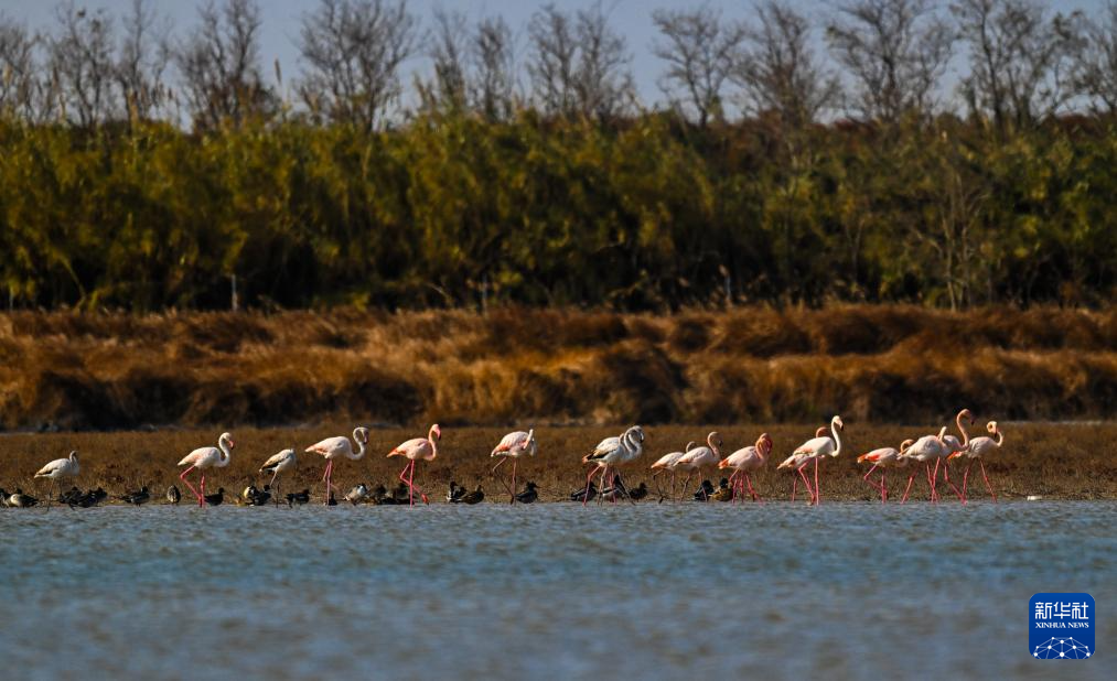 江蘇東臺(tái)：火烈鳥飛抵條子泥濕地越冬