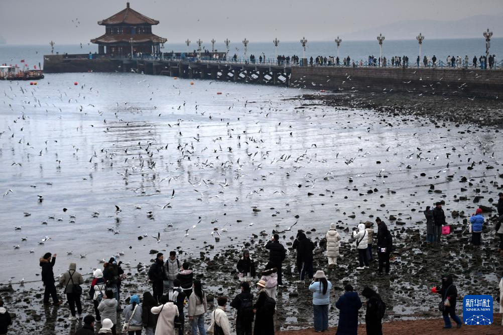 冬日棧橋賞海鷗