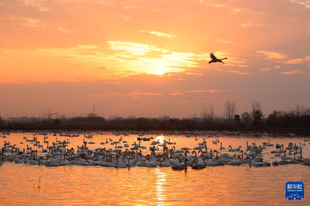 生態(tài)修復引候鳥 東古湖畔觀鳥熱